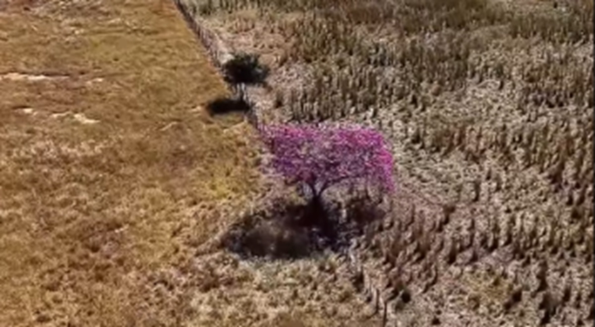 Ipê floresce em meio à seca do cerrado e cena encanta pela beleza; veja vídeo