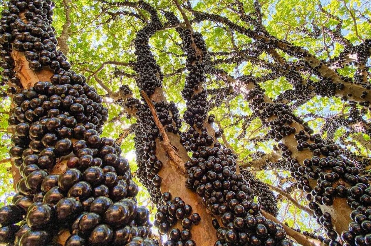 Fazenda Jabuticabal abre temporada nesta sexta (1º/08), em Hidrolândia
