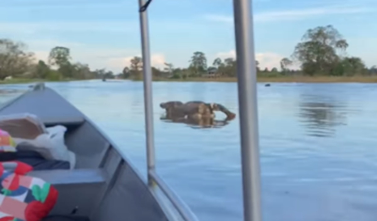 Passeio de barco rende encontro inusitado com jacaré e cavalos [vídeo]