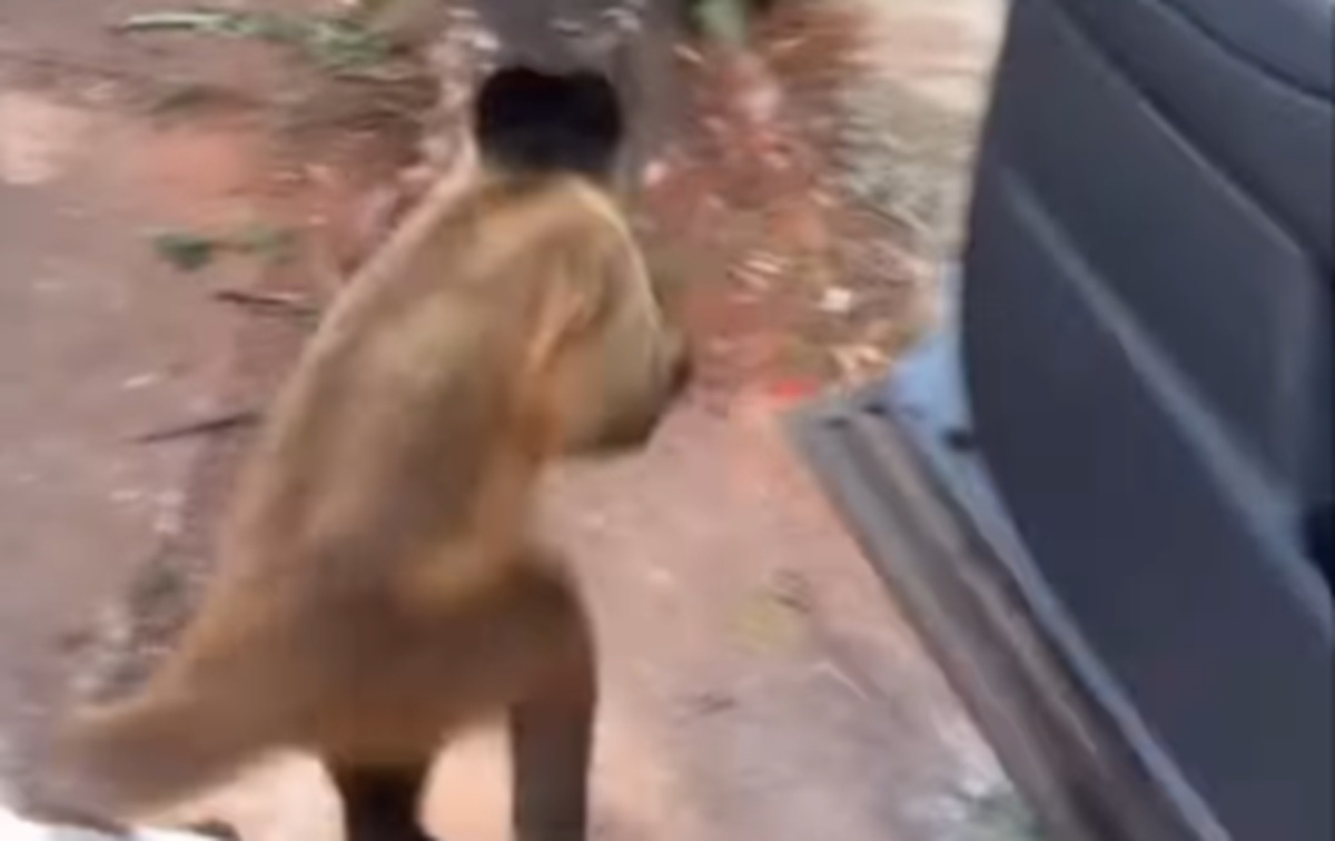 Macaquinho ‘rouba’ mexerica dentro do carro no Parque Areião e cena viraliza na web; veja vídeo