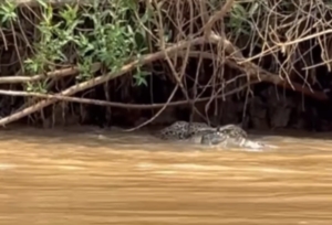Registro raro mostra tensão entre onça, jacaré e ariranhas no Pantanal [vídeo]
