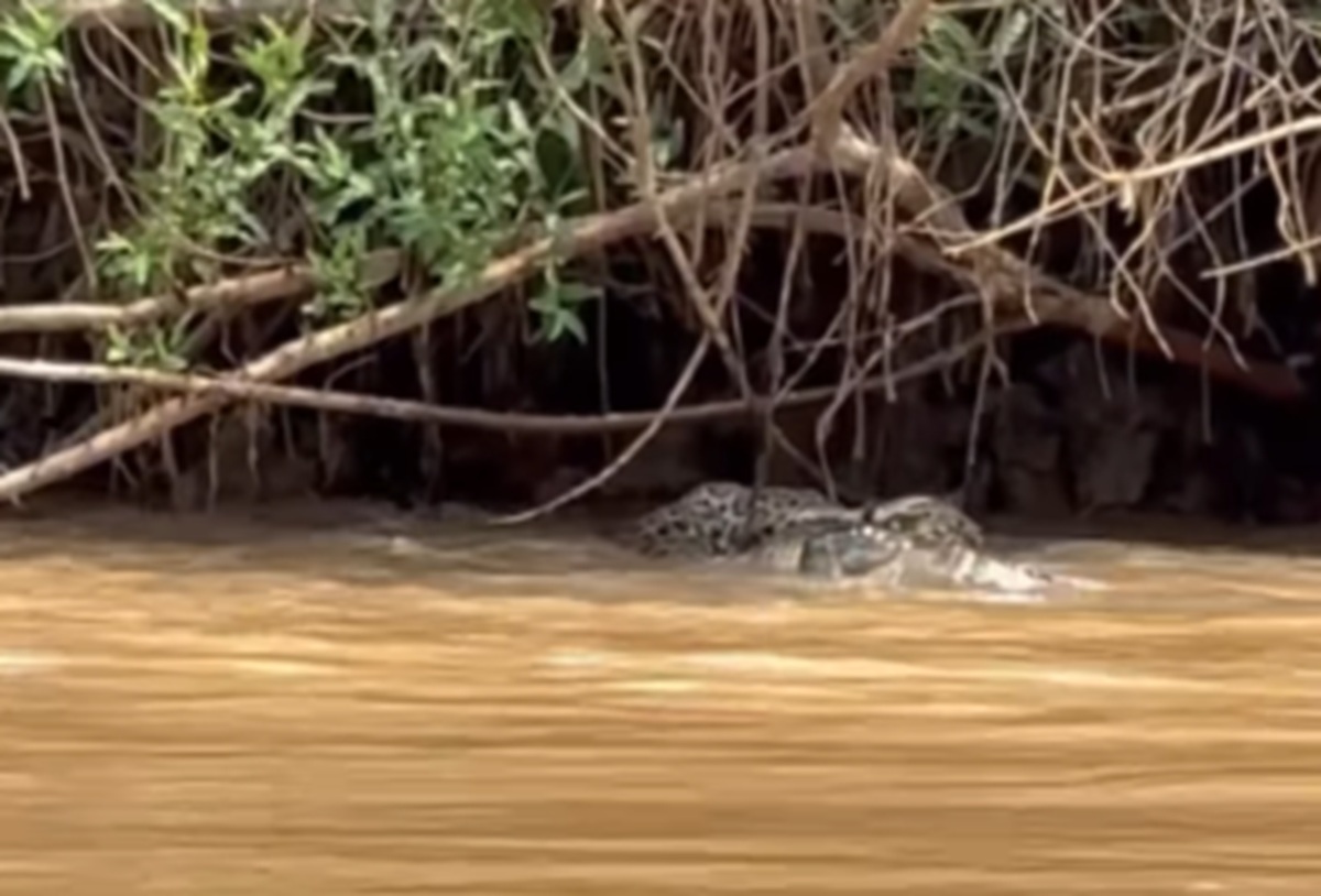 Imagem destacada do post: Registro raro mostra tensão entre onça, jacaré e ariranhas no Pantanal [vídeo]