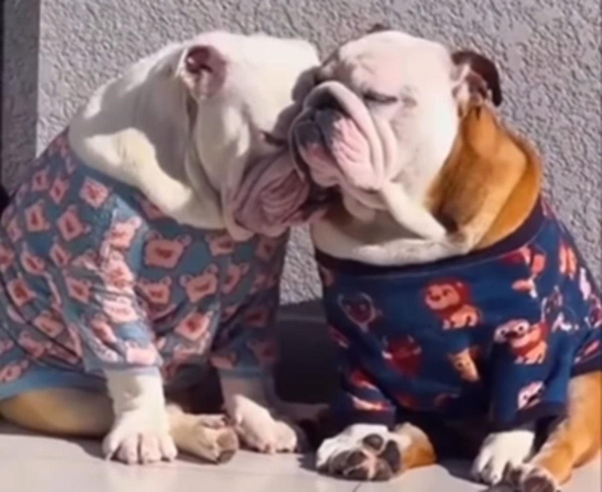 Imagem destacada do post: Ozzy e Pumba travam batalha fofa e ‘difícil’ na segundona: ‘quem dorme primeiro?’