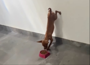 Pinscher inventa jeito inusitado de comer ração e cena viraliza na web