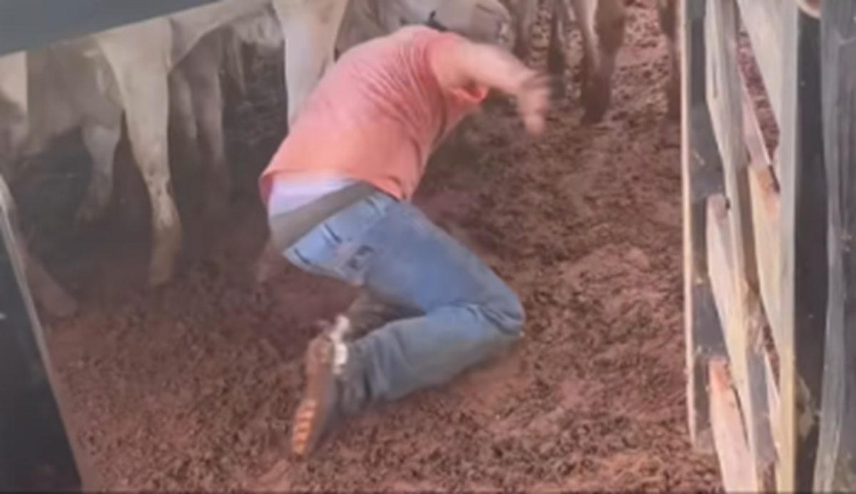 Imagem destacada do post: Vaca se assusta durante vacinação e derruba homem pelas costas; veja vídeo