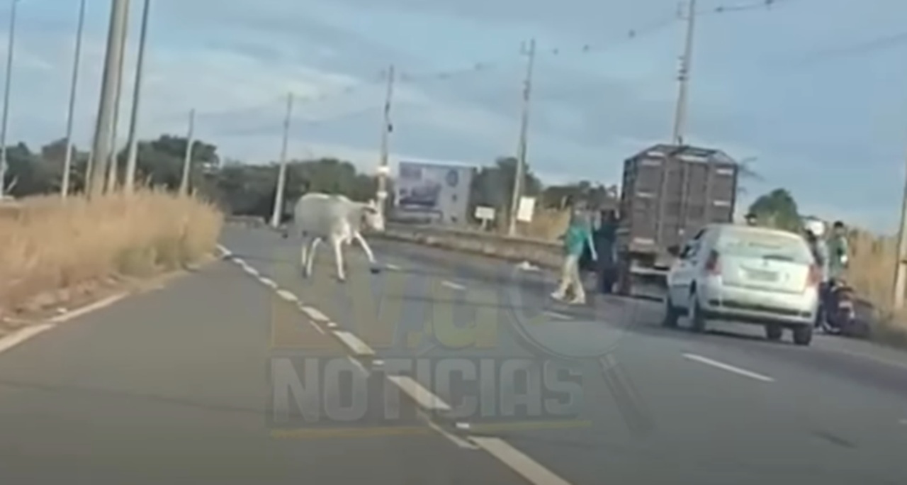 Boi cai de caminhonete de carga durante transporte na GO-020, em Bela Vista