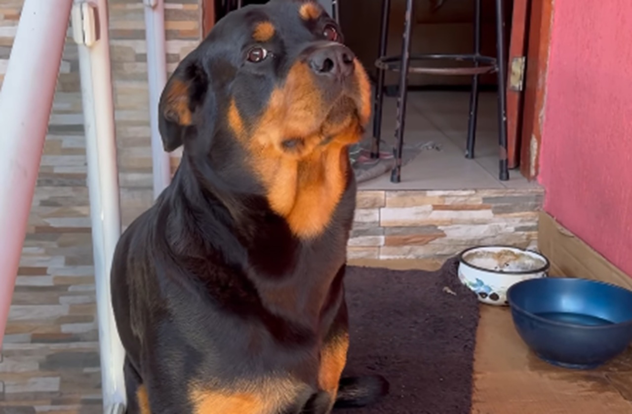 Rottweiler surpreende ao posar pra foto e chama atenção da tutora [vídeo]