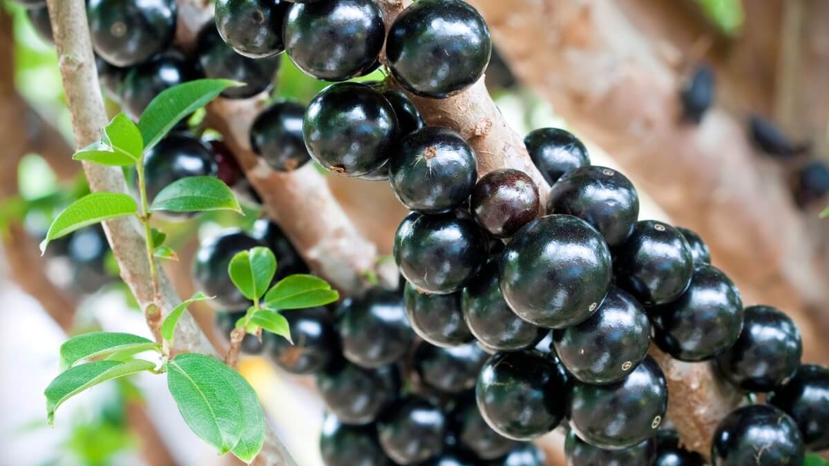 Jabuticaba é eleita a 2ª melhor fruta do mundo e melhor do Brasil