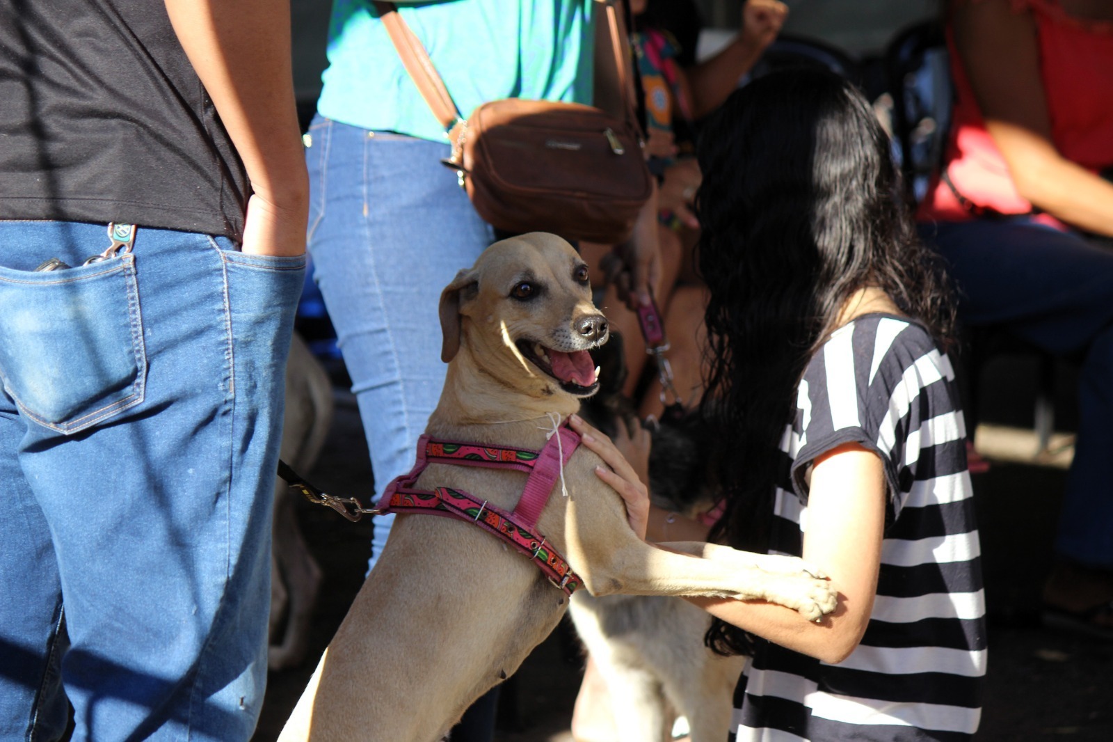 Goiânia inicia projeto de castração gratuita de cães e gatos; veja onde será