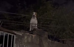 Cachorro surge no alto de muro e dá susto em homem em Goiânia: ‘Cê não é gato!’