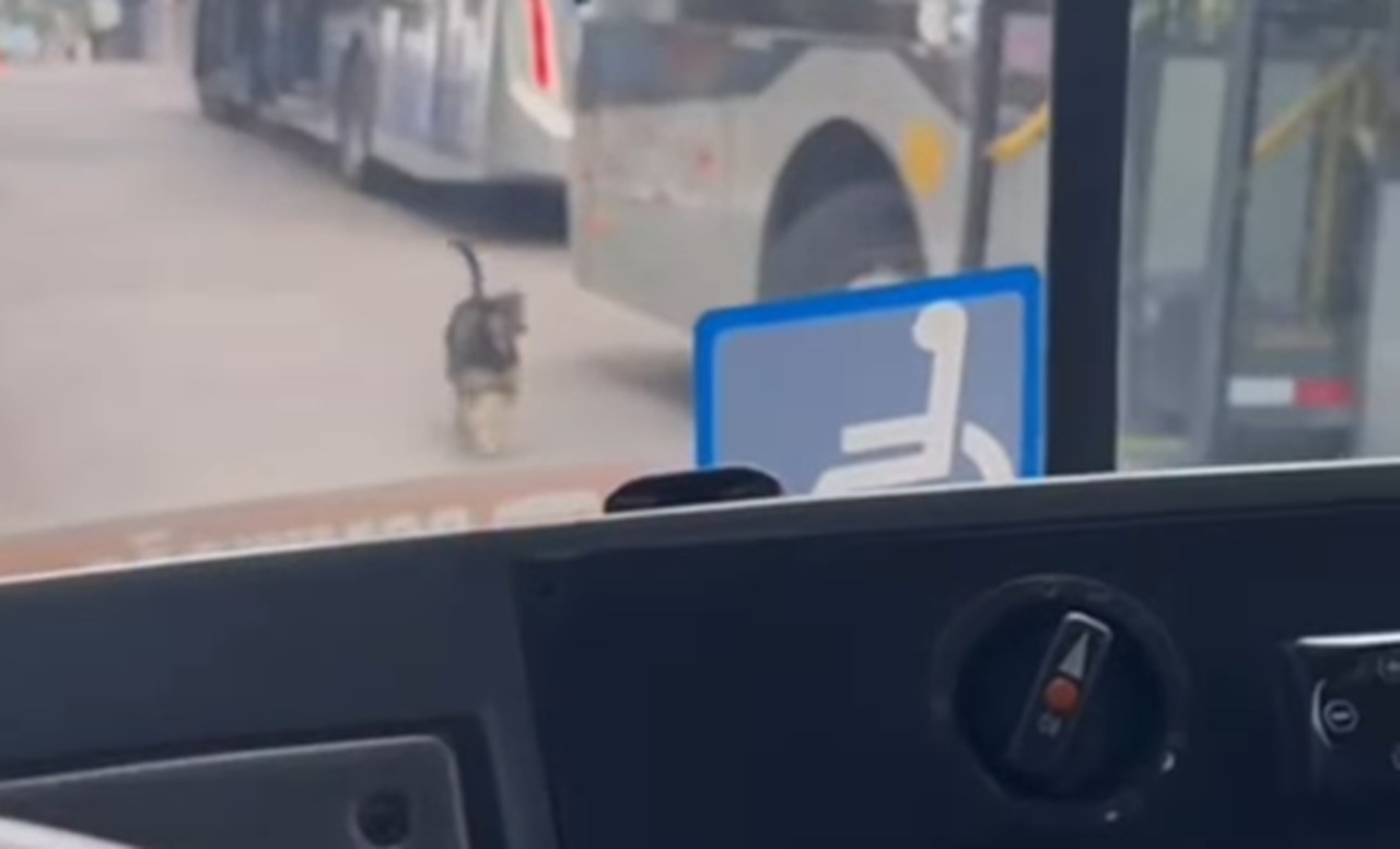 Cachorrinho procura ônibus de motorista amigo, encontra e faz a maior festa [vídeo]