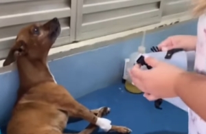 ‘Não quero’: Doguinho ‘reclama’ ao ter que usar colar e viraliza na internet