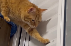 Gatinho ‘passa mal’ ao encontrar barata na janela e vídeo viraliza na internet