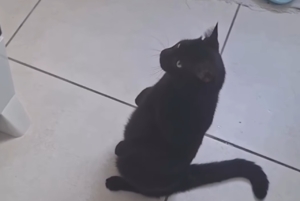 Gato ‘estressa’ com barulho da panela e começa a bater no fogão [vídeo]
