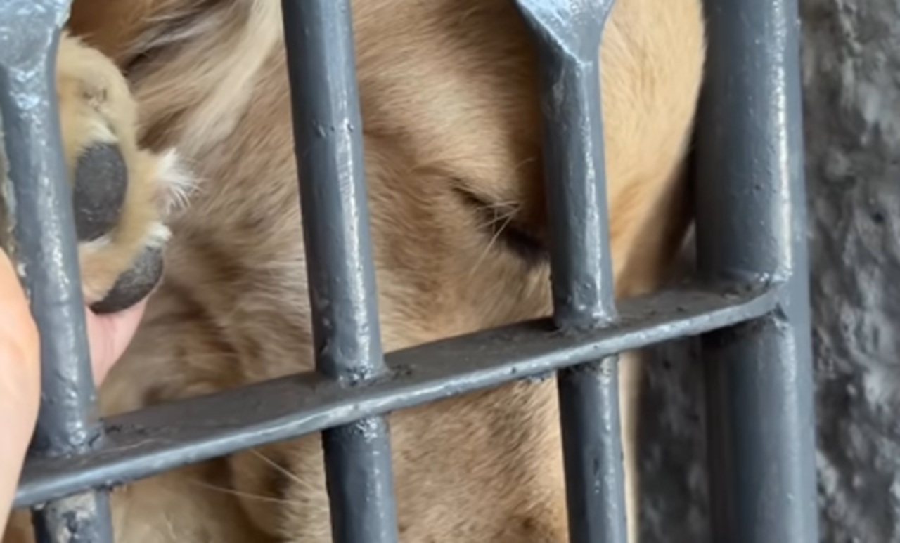Imagem destacada do post: Golden Tereza fica triste ao descobrir que não vai mais passear [vídeo]