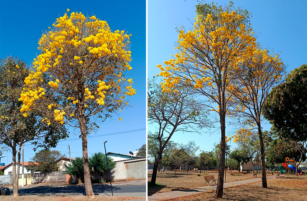 Entenda por que os ipês florescem em meio à seca intensa do cerrado
