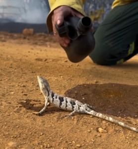 Brigadista dá água a lagarto após incêndio em Goiás e cena viraliza