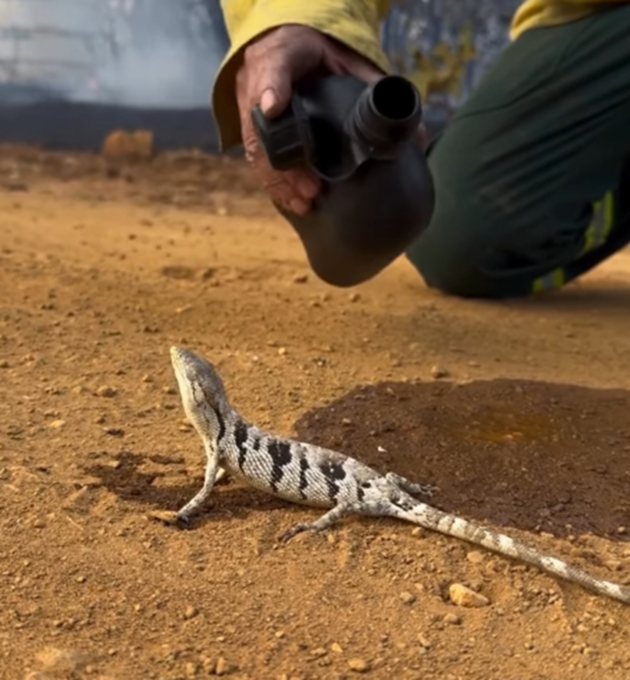 Brigadista dá água a lagarto após incêndio em Goiás e cena viraliza