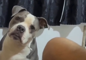 Doguinha Malu viraliza ao ‘entender’ conversa sobre ir embora de casa [vídeo]