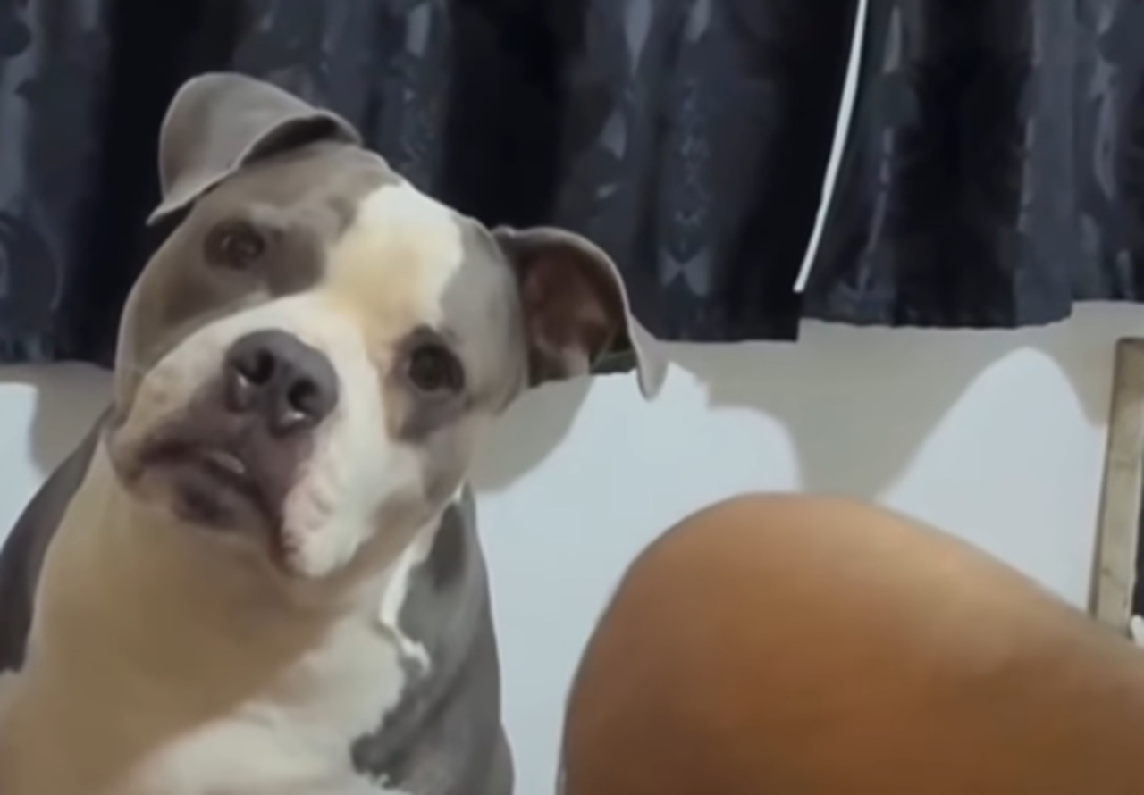 Doguinha Malu viraliza ao ‘entender’ conversa sobre ir embora de casa [vídeo]