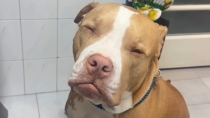 Pitbull dorme ‘sentado’ após sessão de acupuntura e diverte tutora [vídeo]