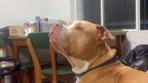 Pitbull estranha falta de cumprimento e reação diverte a internet [vídeo]
