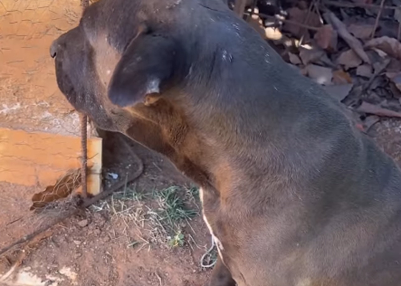 VÍDEO: Tutor mostra pitbull ‘tremendo’ ao ver pato no quintal de casa, em Goiânia