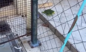 Papagaio enfrente Dogue Alemão e cena diverte tutora: ‘só tem tamanho’