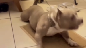 Cachorro ‘fala’ com tutora e diverte a web: ‘é o jeitinho dele, ninguém entende’