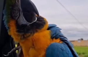 Arara pousa em carro, se apresenta e surpreende pescadores no interior