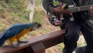 Arara ouve violão durante aniversário e começa a dançar com a música