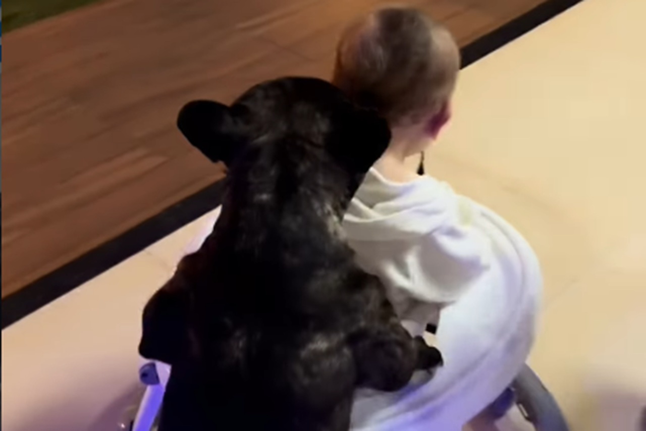 Imagem destacada do post: Cachorrinho ensina bebê a andar e os dois protagonizam cena de pura fofura