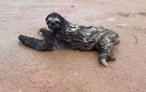 Mulher para o carro e fica encantada ao ver bicho-preguiça sorrindo