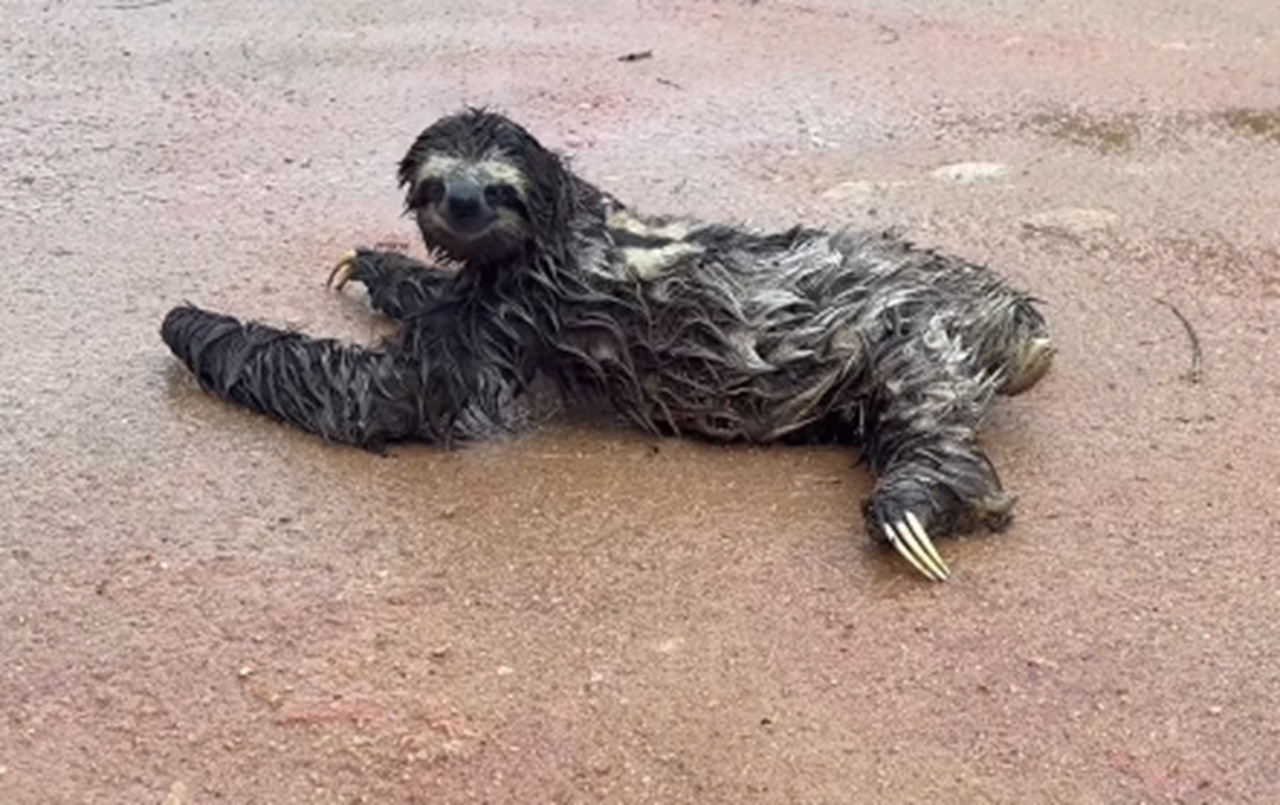 Imagem destacada do post: Mulher para o carro e fica encantada ao ver bicho-preguiça sorrindo