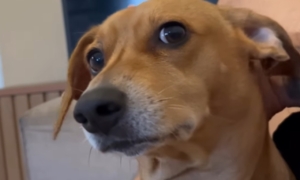 Cachorrinha fica brava quando tutor muda a voz e fica igual a ele [vídeo]