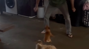 ‘A vingança!’ Cachorrinha toma vacina, mas não esquece de quem a segurou