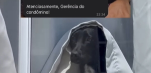 Cachorrinho vira ‘noiva fantasma’ ao espiar movimento pela janela