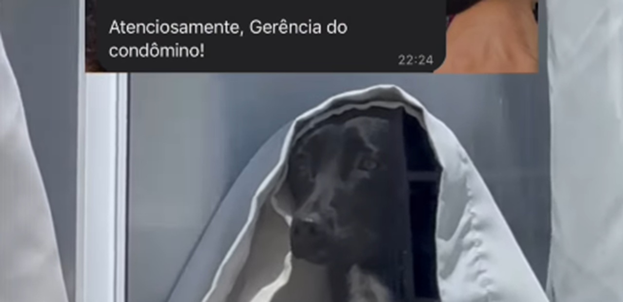 Imagem destacada do post: Cachorrinho vira ‘noiva fantasma’ ao espiar movimento pela janela