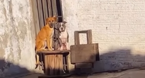 Cachorros ficam acuados no quintal e motivo surpreende o tutor: ‘predadores’ [vídeo]