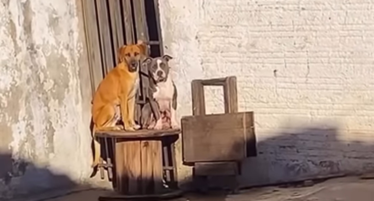 Imagem destacada do post: Cachorros ficam acuados no quintal e motivo surpreende o tutor: ‘predadores’ [vídeo]