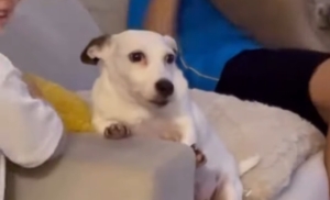 Cãozinho se espanta com crianças brincando ao redor e vídeo diverte tutora