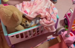 Chihuahua ou boneca? Cachorrinha aparece no berço durante brincadeira e diverte