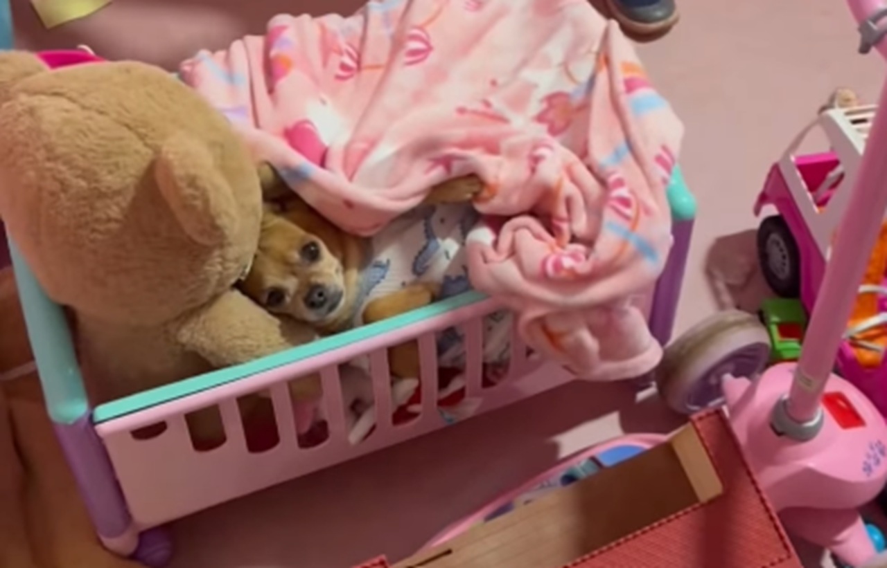 Chihuahua ou boneca? Cachorrinha aparece no berço durante brincadeira e diverte