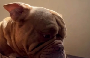 ‘Deixa eu subir? Hulk faz carinha de cachorro ‘pidão’ e comove tutor [vídeo]