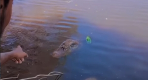 Pescador leva susto ao perceber jacaré saindo da água durante filmagem