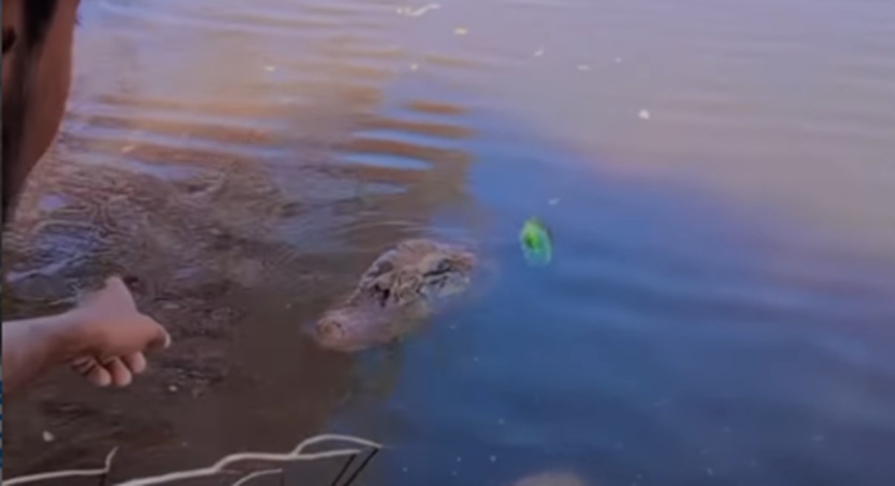 Imagem destacada do post: Pescador leva susto ao perceber jacaré saindo da água durante filmagem