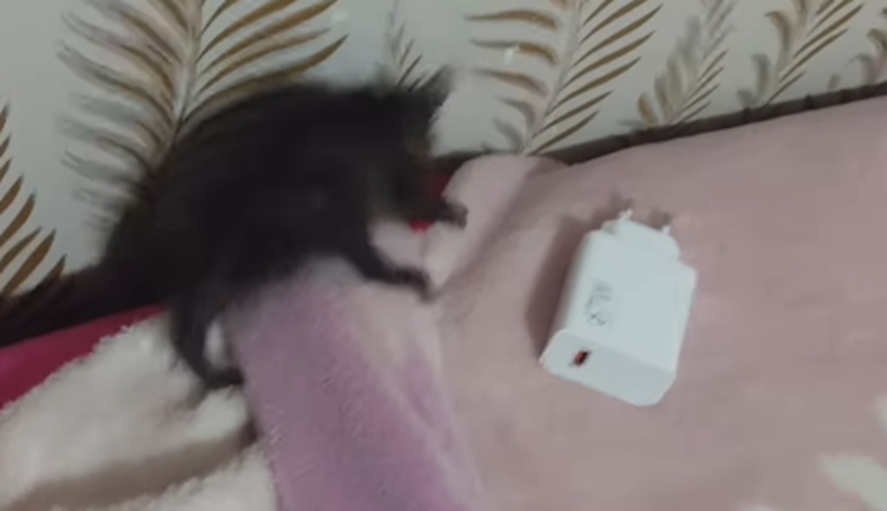 Imagem destacada do post: Gambá ou mucura? Mulher fica surpresa ao chegar da academia e ver bicho