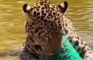 Onça é flagrada brincando enquanto curte ‘calorão’ no interior de Goiás [vídeo]