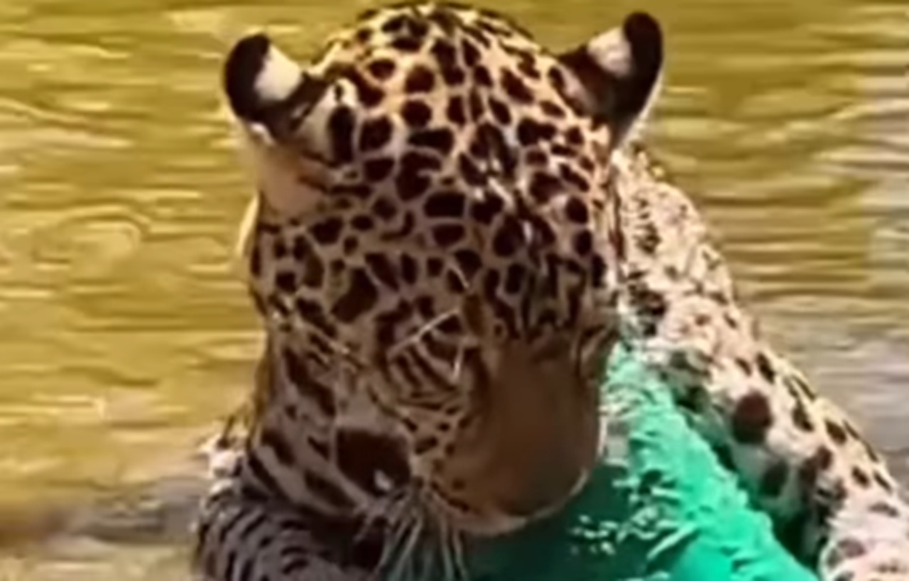Onça é flagrada brincando enquanto curte ‘calorão’ no interior de Goiás [vídeo]