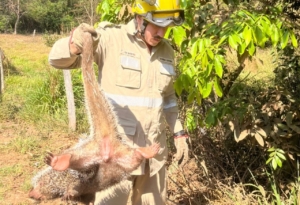 Bombeiros resgatam ouriço-cacheiro na zona rural de Bela Vista de Goiás